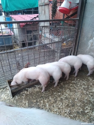 Purcei Landras cu marele alb  - imagine 2