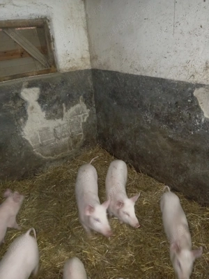 Vând purcei de 12 săptămâni 