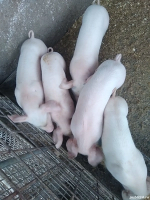 Purcei Landras cu marele alb  - imagine 3