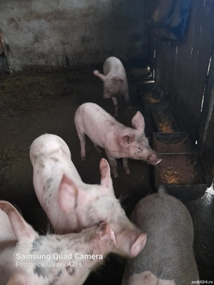 Purcei de vânzare. - imagine 2