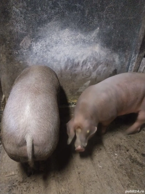 porci de vânzare  - imagine 3