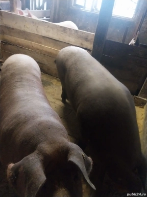 porci de vânzare 