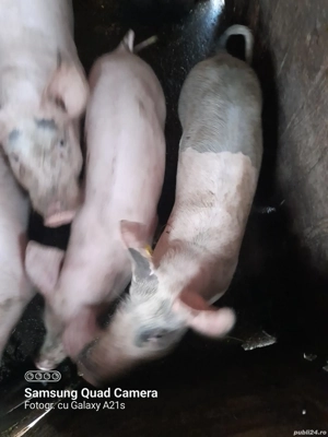Purcei de vânzare. - imagine 3