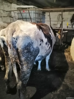 Vând vacă tânără gestanta  - imagine 2