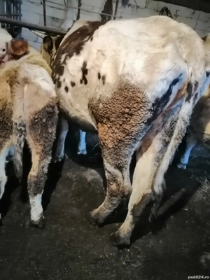 Vând vacă tânără gestanta  - imagine 3