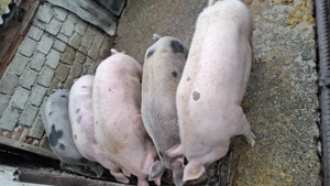 Porci de vanzare - imagine 3