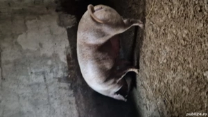 disponibila purcica rasa durok.crescuta natural. - imagine 5