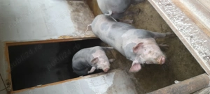 Porci de carne - imagine 3