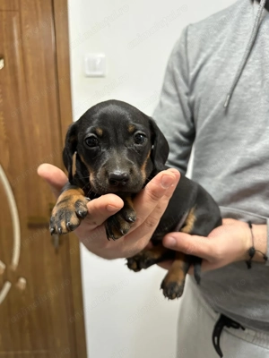 Catei teckel  - imagine 4