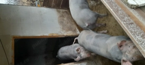 Porci de carne - imagine 2