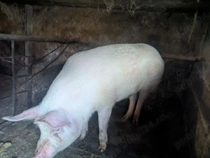 Vand 3 porci crescuti in gospodarie. - imagine 2