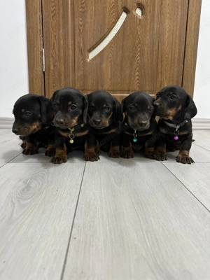 Catei teckel  - imagine 3