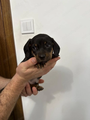 Catei teckel  - imagine 2