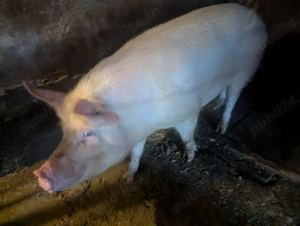 Vand 3 porci crescuti in gospodarie. - imagine 3