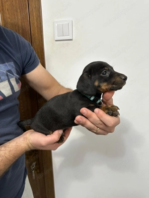 Catei teckel  - imagine 5