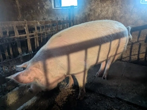 Vand 3 porci crescuti in gospodarie. - imagine 5