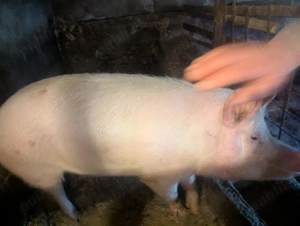Vand 3 porci crescuti in gospodarie. - imagine 4