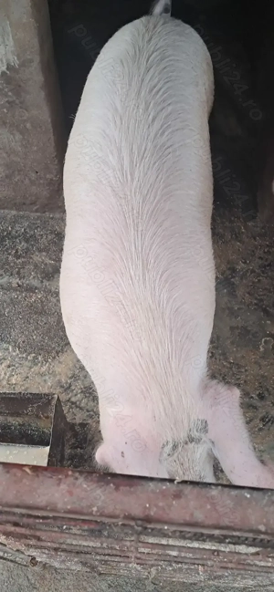 Vand porc  - imagine 2