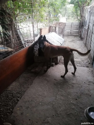 Vând căței belgieni 6 săptămâni  - imagine 2