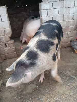 Vand porci crescuti la curte.