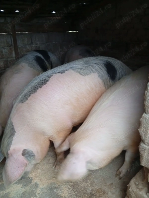 Vand porci crescuti la curte. - imagine 2