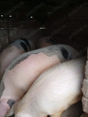 Vand porci crescuti la curte. - imagine 3