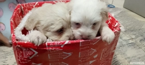 Catei Bichon Maltez - imagine 3