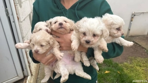 Catei Bichon Maltez - imagine 4