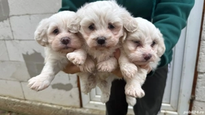 Catei Bichon Maltez - imagine 5