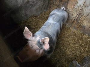 Vand doi porci un petran si un marele alb - imagine 4