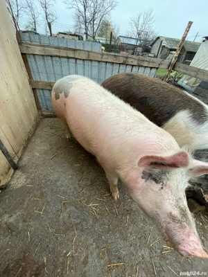 Porc de vanzare in Jirlau. jud. Braila - imagine 3