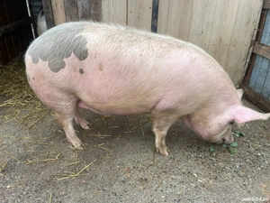 Porc de vanzare in Jirlau. jud. Braila - imagine 2