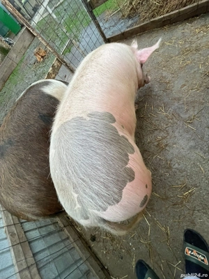 Porc de vanzare in Jirlau. jud. Braila - imagine 4