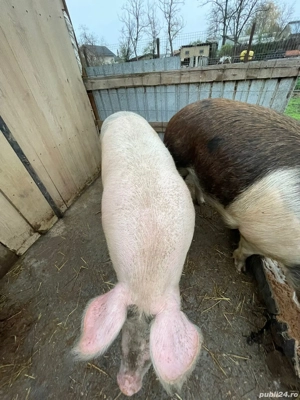 Porc de vanzare in Jirlau. jud. Braila - imagine 5