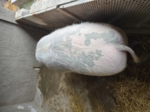 Vand doi porci un petran si un marele alb - imagine 3