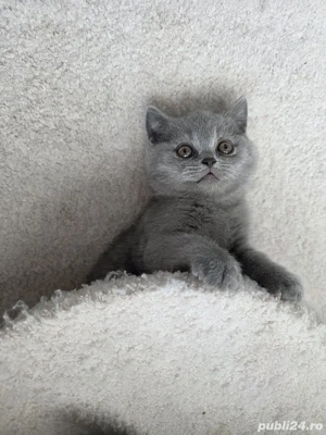 British shorthair blue rasă pură  - imagine 5