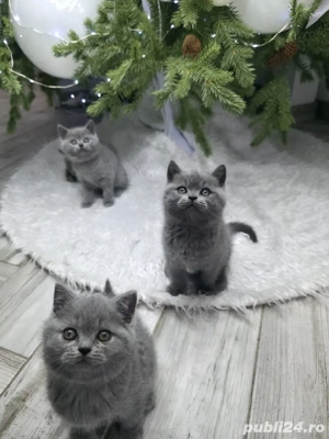 British shorthair blue rasă pură  - imagine 2