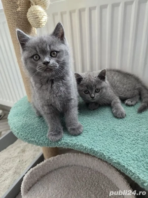 British shorthair blue rasă pură  - imagine 3