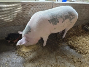 Vand doi porci un petran si un marele alb - imagine 5