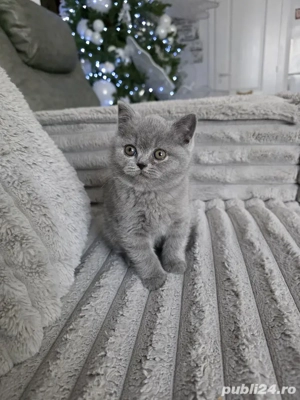 British shorthair blue rasă pură  - imagine 4