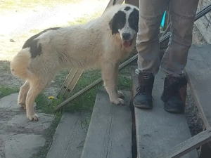 Ciobănesc de Bucovina - imagine 2