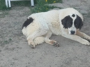 Ciobănesc de Bucovina - imagine 3