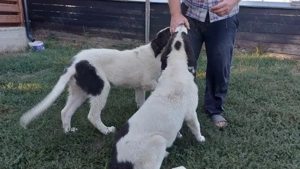 Ciobănesc de Bucovina - imagine 4