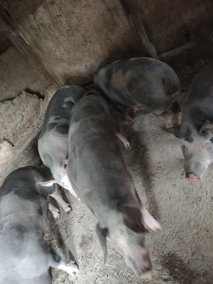 Porci de vanzare 8 buc la alegere