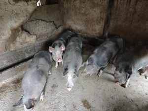 Porci de vanzare 8 buc la alegere - imagine 2