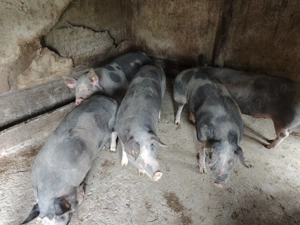 Porci de vanzare 8 buc la alegere - imagine 4