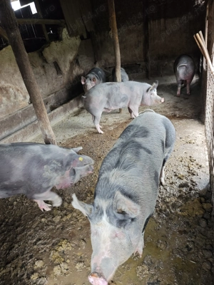 Porci de vanzare 8 buc la alegere - imagine 3