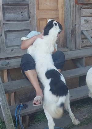 Ciobănesc de Bucovina