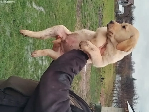 Vând cățel labrador retriever auriu 