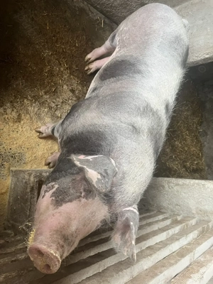 De vânzare,scroafă  cu greutate de 260-270 kg,